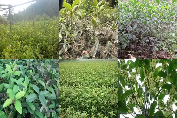 十二公分桂花树施肥量多少合适呢1688433734390