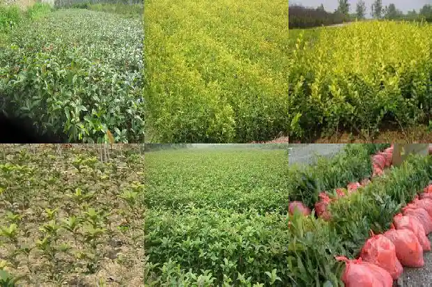 桂花香味对人体有害吗百科1689313060636