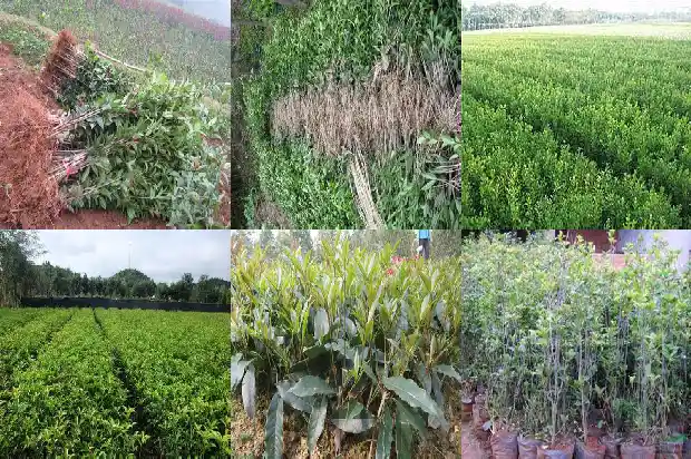 什么时候种桂花树苗1685579527732