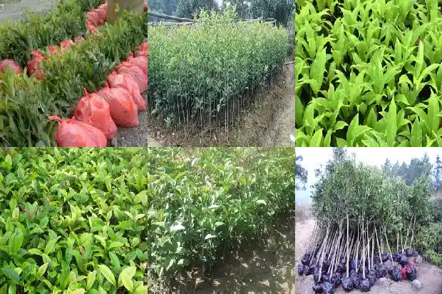 什么时候种桂花树苗1685579527780