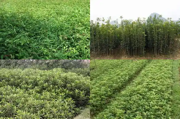什么时候种桂花树苗1685579527876