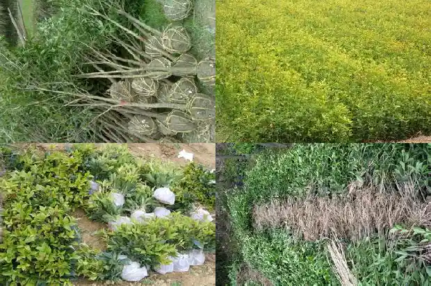 桂花佛顶珠的养殖方法1690850204874