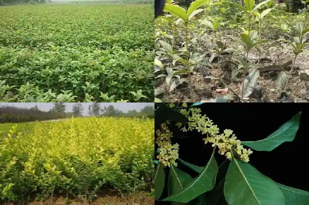 桂花树苗出售价格多少钱一棵1685579604034