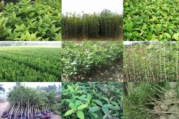 桂花树苗出售价格多少钱一棵1685579604081