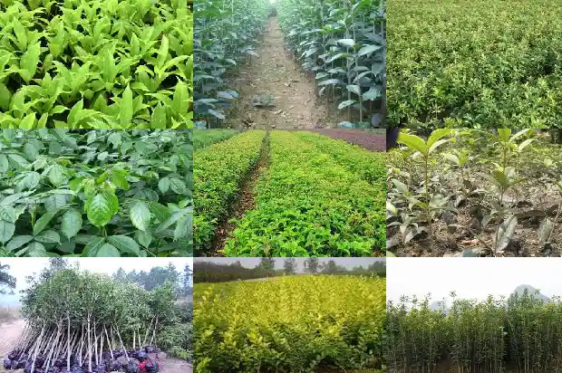 桂花树苗出售价格多少钱一棵1685579604129