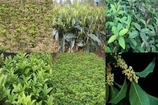一盆桂花大概需要多少钱呢1685579660257