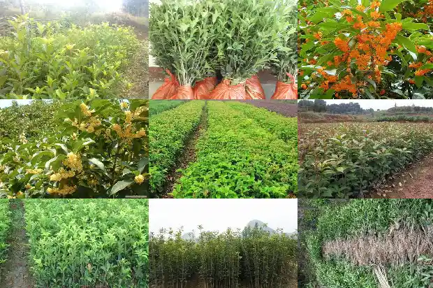 一盆桂花大概需要多少钱呢1685579660303