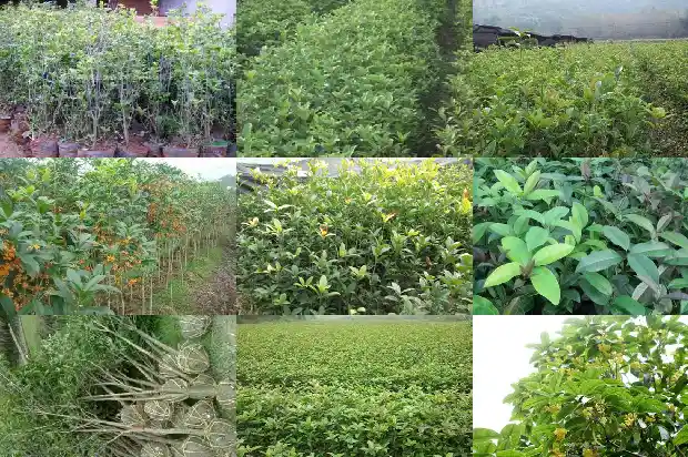一盆桂花大概需要多少钱呢1685579660351