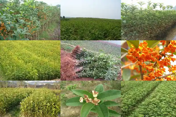 一盆桂花大概需要多少钱呢1685579660399