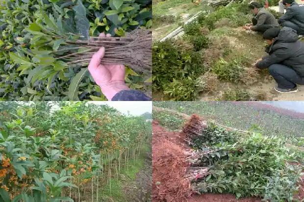 冬天可以栽桂花吗1685579699740