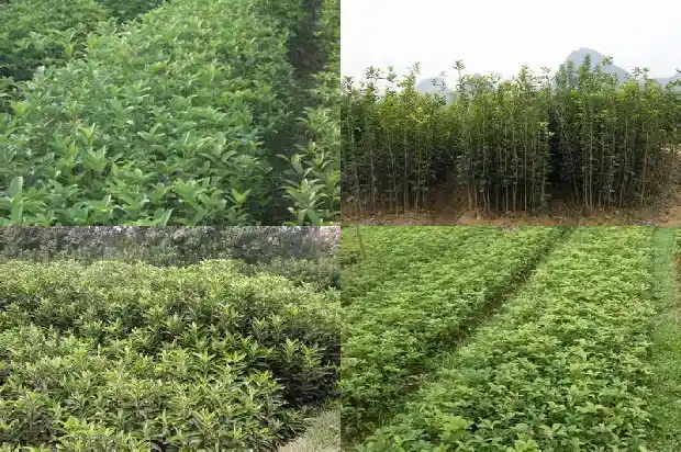 冬天可以栽桂花吗1685579699787
