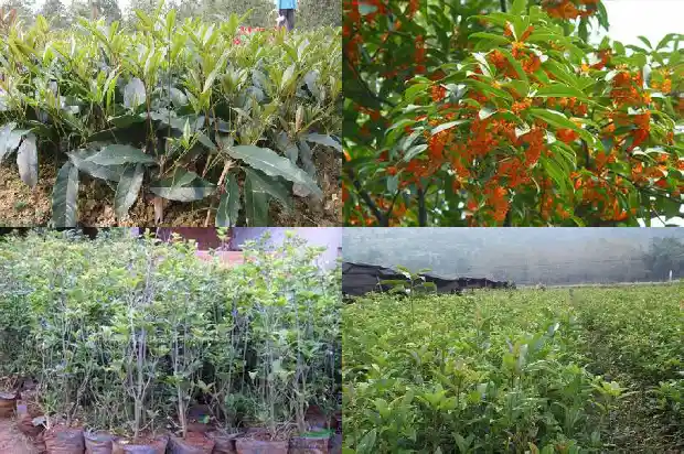 室内盆栽桂花怎么越冬1685579721243