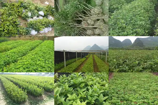 室内盆栽桂花怎么越冬1685579721291