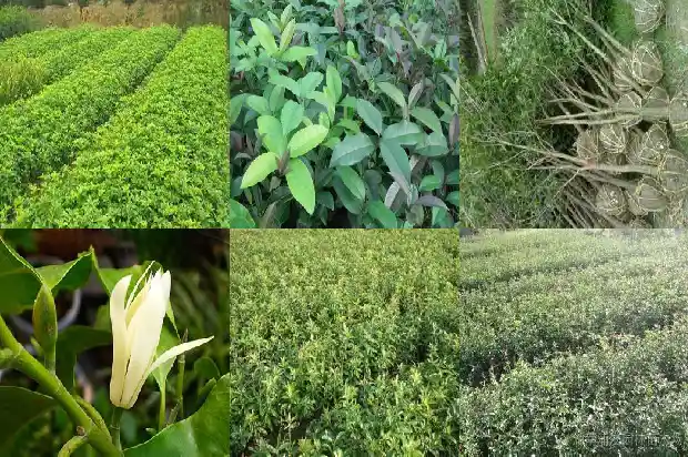 孕妇可以喝桂花泡的水吗1689122065514