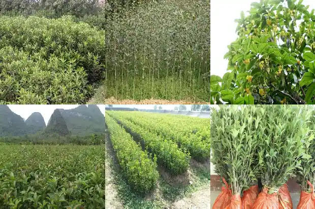 北方室内种桂花可以吗1685579753766