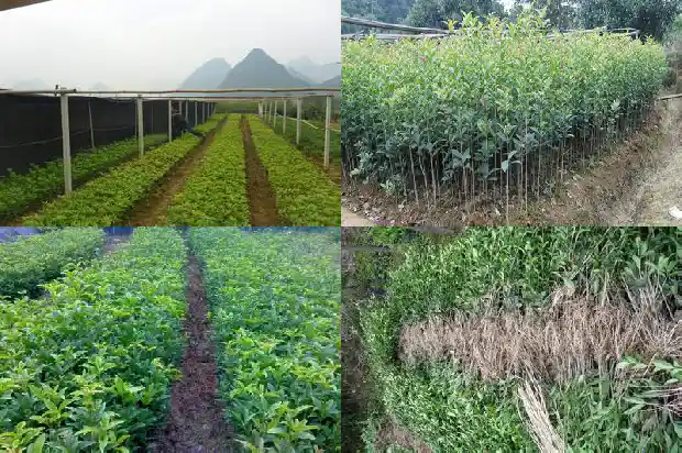 北方室内种桂花可以吗1685579753814