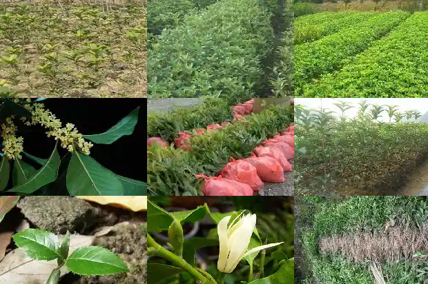 北方室内能养桂花吗1685579809580