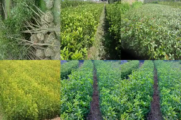 北方怎样在室外种植桂花树木1685579846629