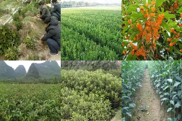 北方怎样在室外种植桂花树木1685579846675