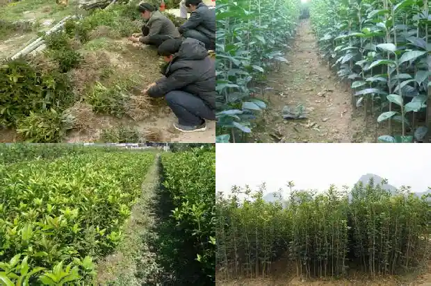 浏阳桂花树批发价格表最新消息1690331374857