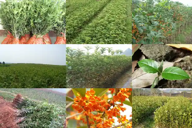 北方怎样在室外种植桂花树苗呢1685579864248