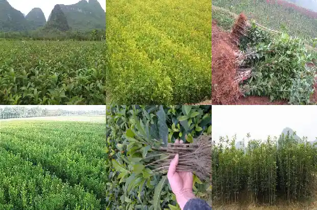 北方怎样在室外种植桂花树苗呢1685579864295