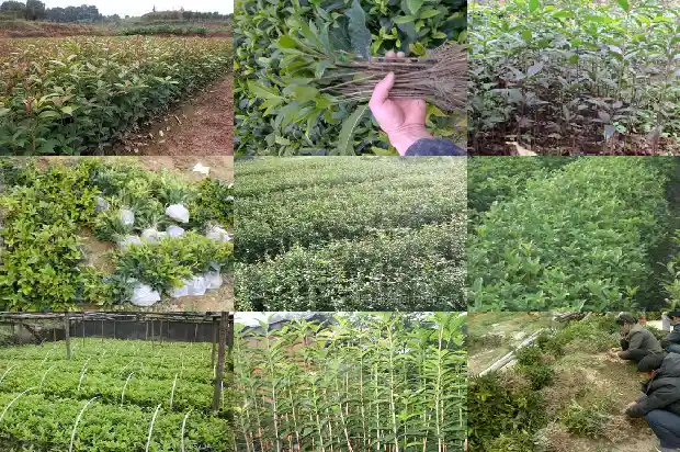 哪里桂花树苗最便宜的种植环境1688792730963