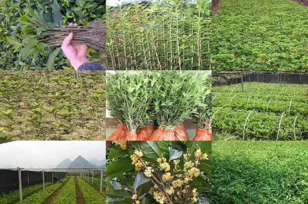 北方桂花可以种在户外吗冬天1685579960216