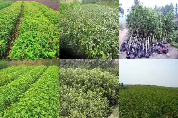 北方桂花可以种在户外吗冬天1685579960264
