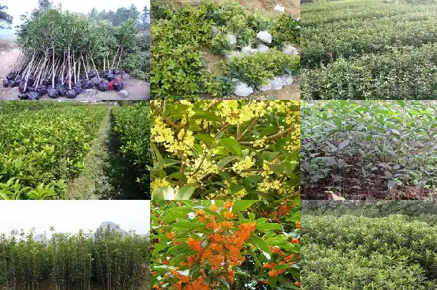 桂花能承受的最低温度1685579984179