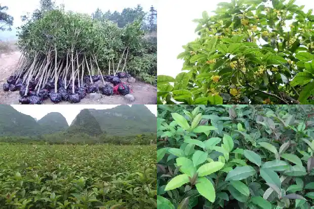 桂花能承受的最低温度1685579984322