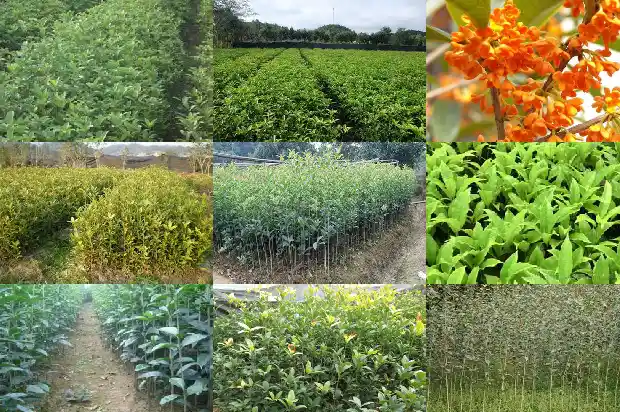 30公分桂花树多少钱1棵呢1690072194075