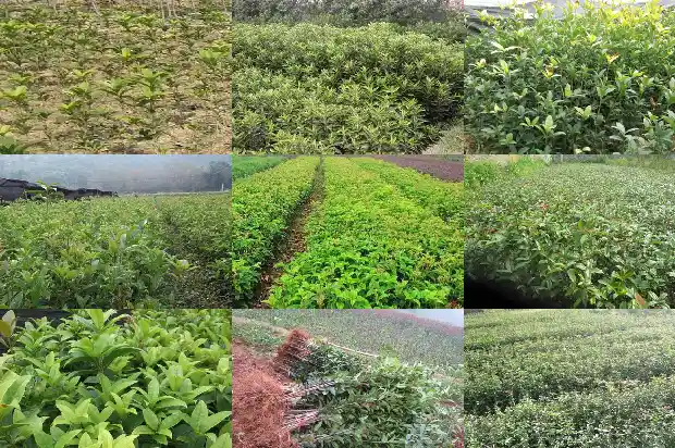桂花在北方室内能过冬吗为什么1685580019700