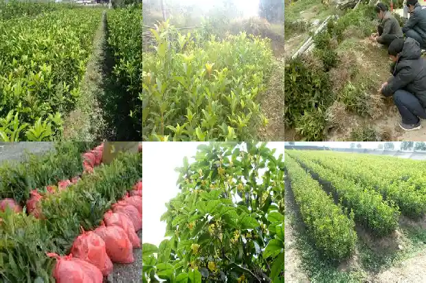 桂花树怎样过冬天1685580035864