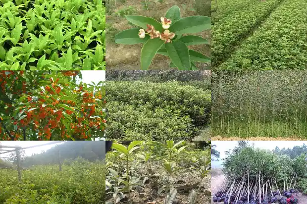 室外桂花过冬搭棚方法1685580058014