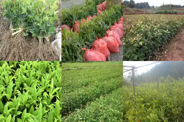 桂花能在室外过冬吗1685580121084