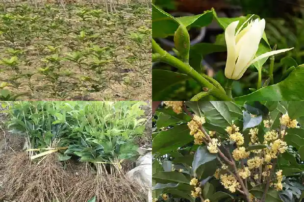 北方什么时候种桂花树最好1685580164579