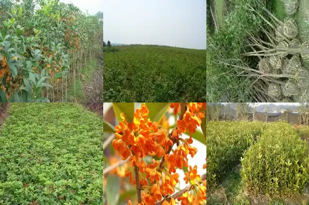 高中生买什么桂花好1689986114412