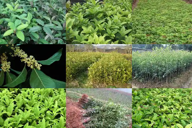 大型桂花树修剪机器设备厂家1685580184143