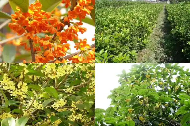 大型桂花树修剪机器设备厂家1685580184191