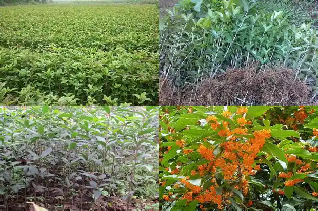 桂花树园艺修剪技术要点1685580202190