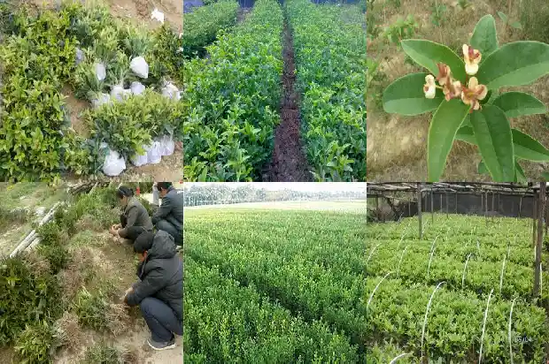 桂花树园艺修剪技术要点1685580202238