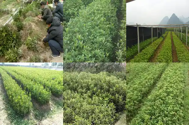 大桂花树可不可以把树干锯了1685580325154