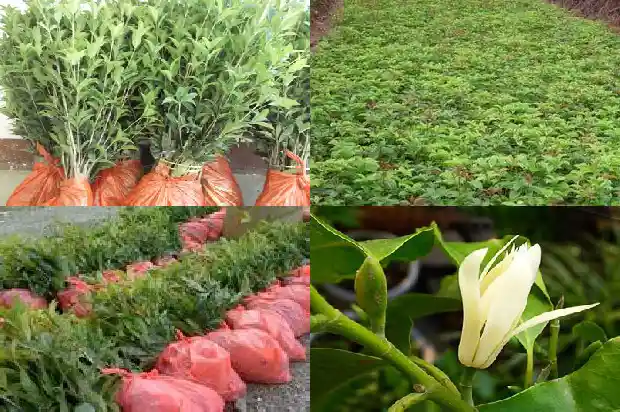 桂花树截杆后怎么处理1685580347258