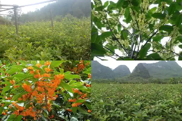 桂花树能用草木灰吗1685580385931