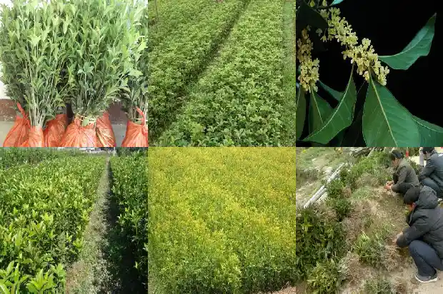 桂花能用草木灰做肥料吗1685580421086