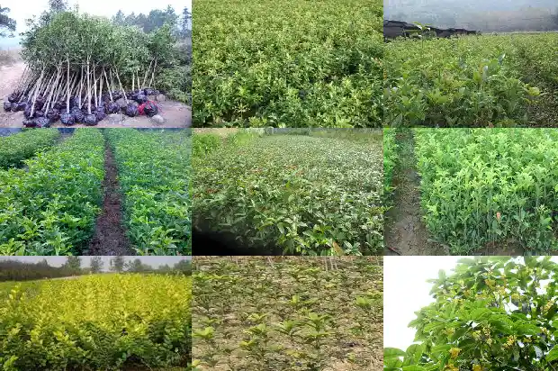 桂花能用草木灰做肥料吗1685580421134