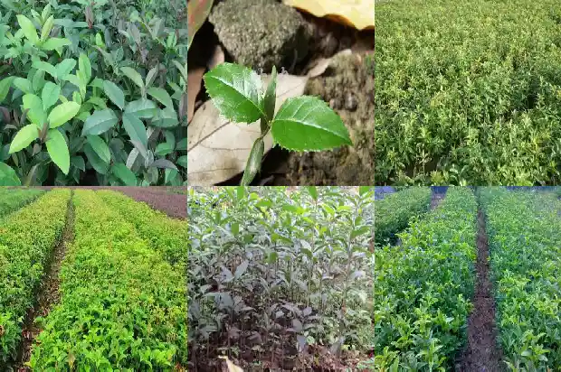 桂花能不能降血压1689576661319