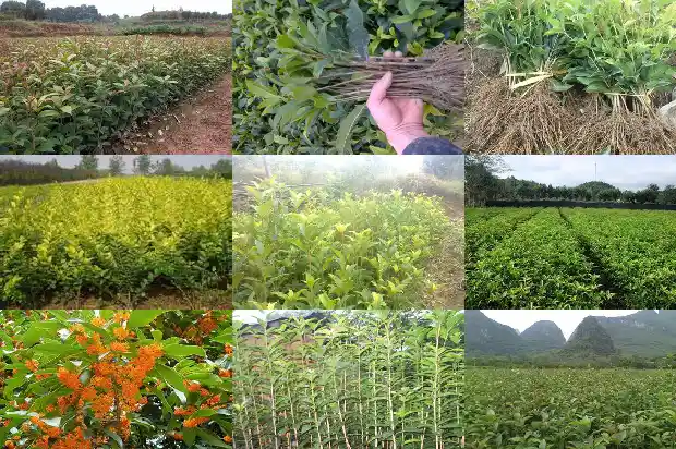 桂花锯树干后怎么处理干净呢1685580432466