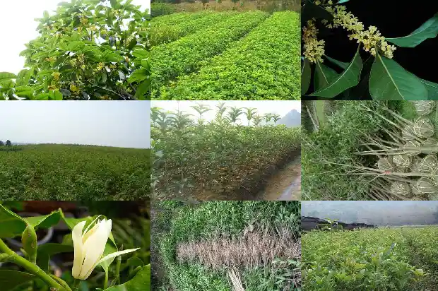 桂花树截枝后如何处理1685580441694